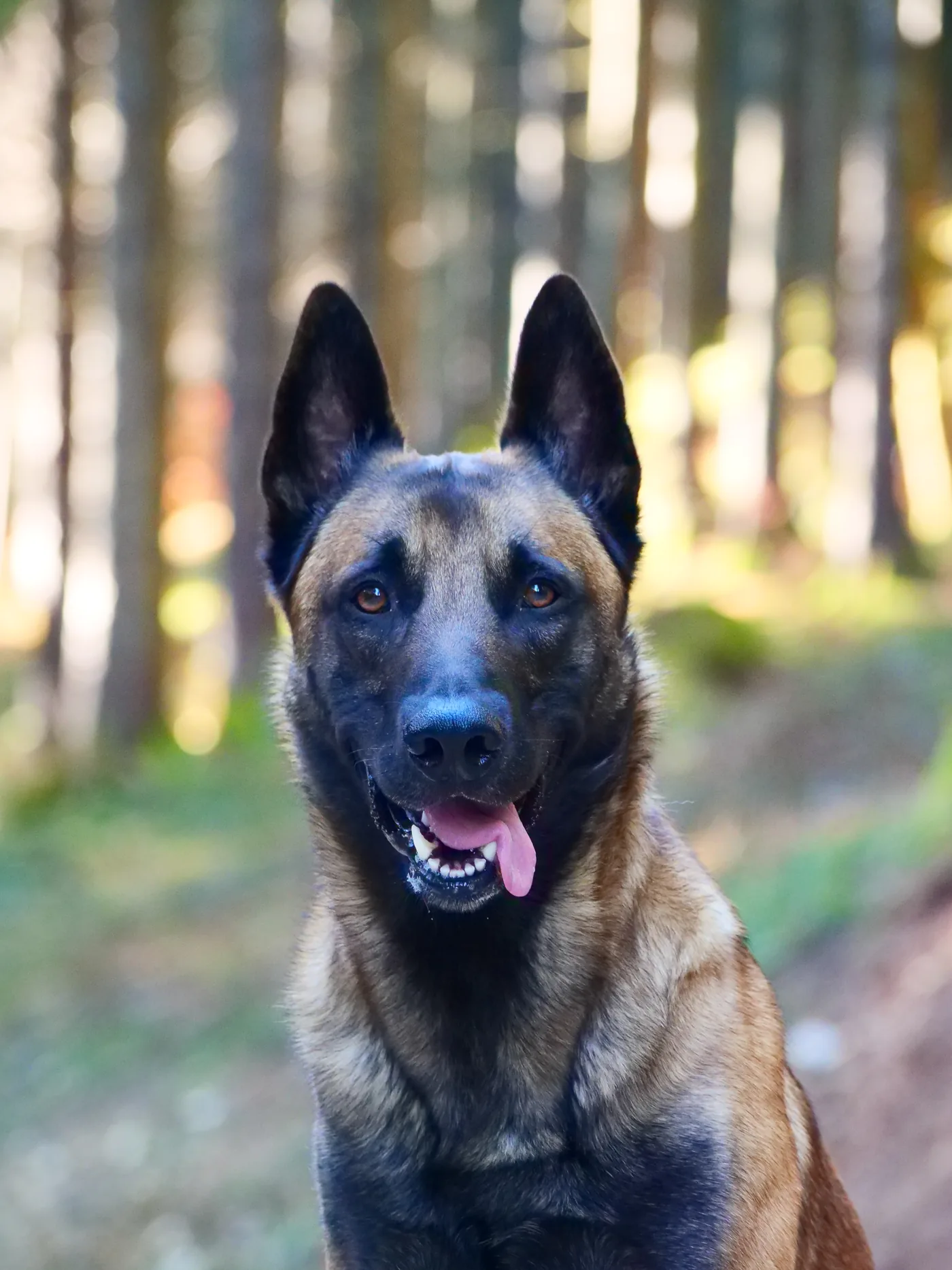 Jake schaut in einem Wald in die Kamera